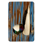 Männliche Bufflehead Duck in der Nachmittagssonne Magnet (Vertikal)