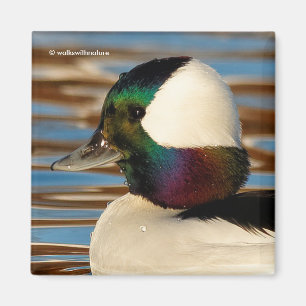 Männliche Bufflehead Duck in der Nachmittagssonne Magnet