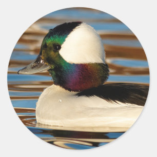 Männliche Bufflehead Duck in der Nachmittagssonne Runder Aufkleber