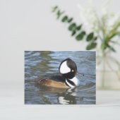 Männliche Bufflehead Postkarte (Stehend Vorderseite)