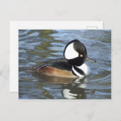 Männliche Bufflehead Postkarte (Vorne/Hinten)