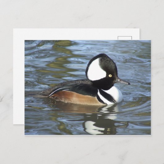 Männliche Bufflehead Postkarte (Vorne/Hinten)