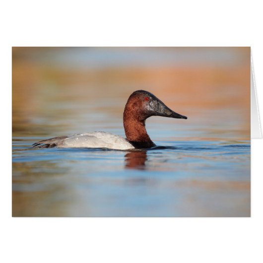 Männliche Canvasback-Ente (Vorderseite (Horizontal))