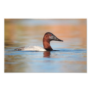 männliche Canvasback-Ente Fotodruck