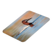 Männliche Canvasback-Ente Magnet (Linke Seite)