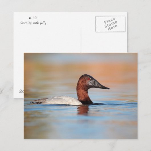 Männliche Canvasback-Ente Postkarte (Vorne/Hinten)