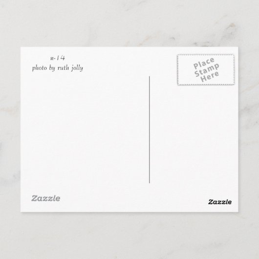 Männliche Canvasback-Ente Postkarte (Rückseite)