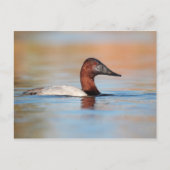 Männliche Canvasback-Ente Postkarte (Vorderseite)