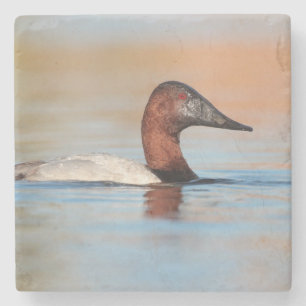Männliche Canvasback-Ente Steinuntersetzer