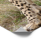 männliche Cheetah, Acinonyx jubatus, Serengeti, Poster (Ecke)