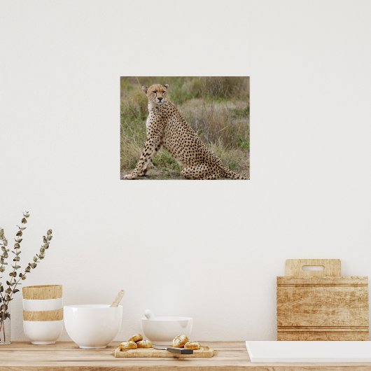 männliche Cheetah, Acinonyx jubatus, Serengeti, Poster (Küche)