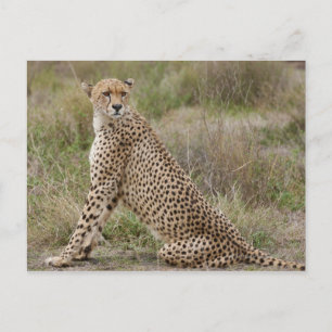 männliche Cheetah, Acinonyx jubatus, Serengeti, Postkarte