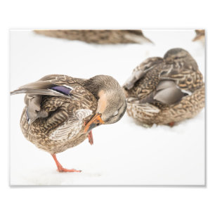 Männliche Duck im Schnee drucken Fotodruck