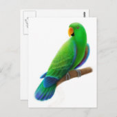 Männliche Eclectus Postkarte (Vorne/Hinten)