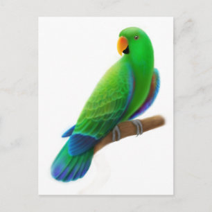 Männliche Eclectus Postkarte