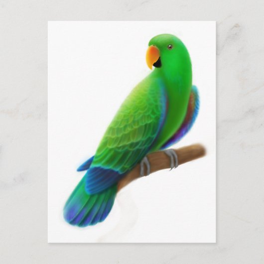 Männliche Eclectus Postkarte (Vorderseite)