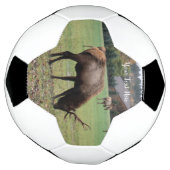 Männliche Elche Antler Weiden Gras Barn Foto Fußball (Gedreht)