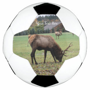 Männliche Elche Antler Weiden Gras Barn Foto Fußball