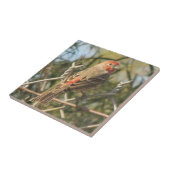 Männliche Finish Fliese (Seite)