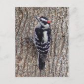 Männliche flaumige Specht-Vogel-Postkarte Postkarte (Vorderseite)