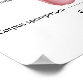 Männliche Fortpflanzungsorgane, dorsale Sicht, gek Poster (Ecke)