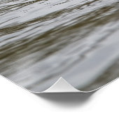 Männliche getuftete Ente Poster (Ecke)