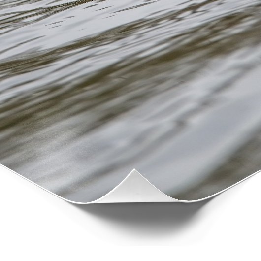 Männliche getuftete Ente Poster (Ecke)