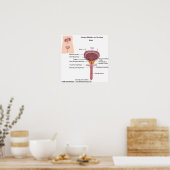 Männliche Harnorgane, beschriftet. Poster (Küche)