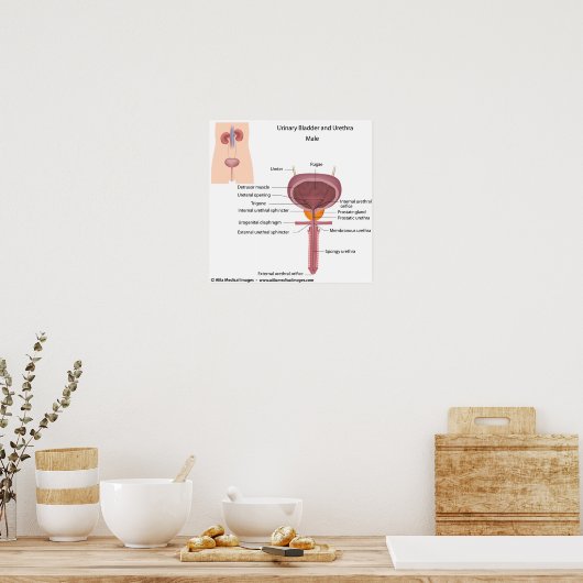 Männliche Harnorgane, beschriftet. Poster (Küche)