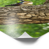 Männliche Holzente am Zweig außerhalb von Nest Fotodruck (Ecke)