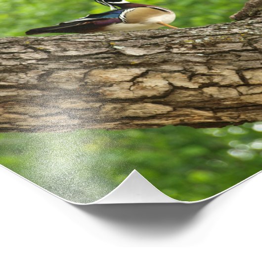 Männliche Holzente am Zweig außerhalb von Nest Fotodruck (Ecke)