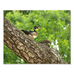 Männliche Holzente am Zweig außerhalb von Nest Fotodruck