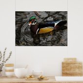 Männliche Holzente bei Crystal Springs Rhododendro Poster (Küche)