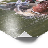 Männliche Holzente schwebt einfach neben der Print Fotodruck (Ecke)