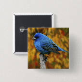 Männliche Indigo Bunting, Passerina cyanea Button (Vorne & Hinten)