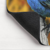 Männliche Indigo Bunting, Passerina cyanea Mousepad (Ecke)