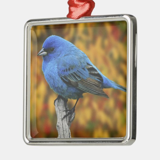 Männliche Indigo Bunting, Passerina cyanea Ornament Aus Metall (Links)