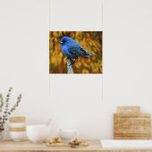Männliche Indigo Bunting, Passerina cyanea Poster (Küche)
