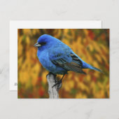 Männliche Indigo Bunting, Passerina cyanea Postkarte (Vorne/Hinten)