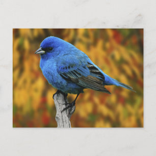 Männliche Indigo Bunting, Passerina cyanea Postkarte