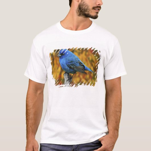 Männliche Indigo Bunting, Passerina cyanea T-Shirt (Vorderseite)