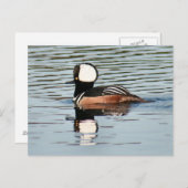 Männliche Kapelle Merganser Dusche Foto Postkarte (Vorne/Hinten)