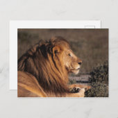 MÄNNLICHE LÖSUNG - PROFIL POSTKARTE (Vorne/Hinten)