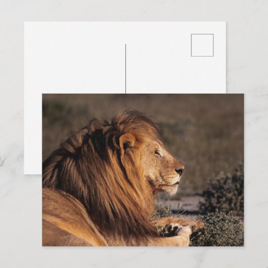 MÄNNLICHE LÖSUNG - PROFIL POSTKARTE (Vorne/Hinten)