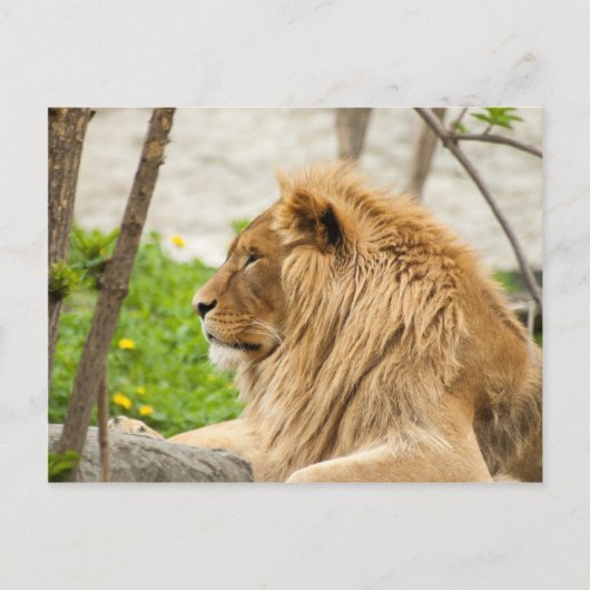 Männliche Löwenruhe im Gras Postkarte (Vorderseite)