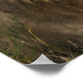 Männliche Löwenschnecke (Panthera leo), Okavango Poster (Ecke)