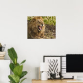 Männliche Löwenschnecke (Panthera leo), Okavango Poster (Heimbüro)