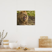 Männliche Löwenschnecke (Panthera leo), Okavango Poster (Küche)