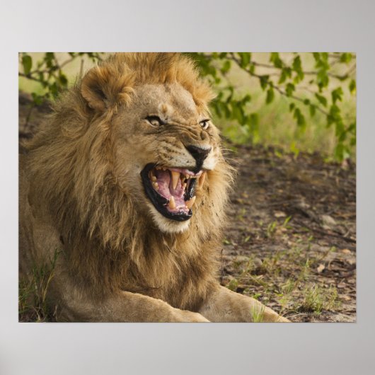 Männliche Löwenschnecke (Panthera leo), Okavango Poster (Vorne)