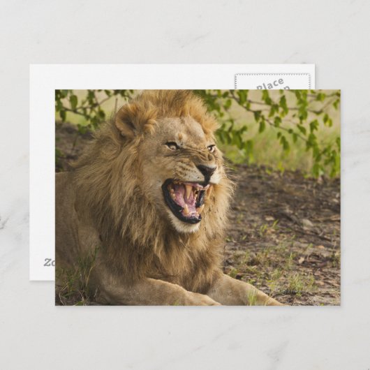 Männliche Löwenschnecke (Panthera leo), Okavango Postkarte (Vorne/Hinten)